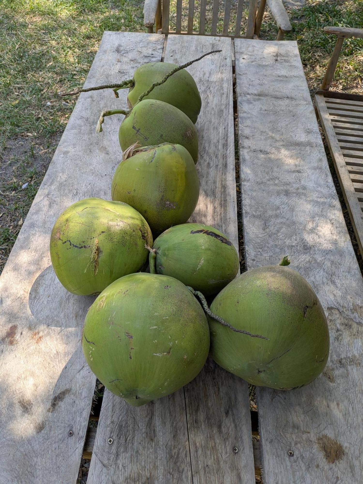 קמפוט Coconut Lodge מראה חיצוני תמונה