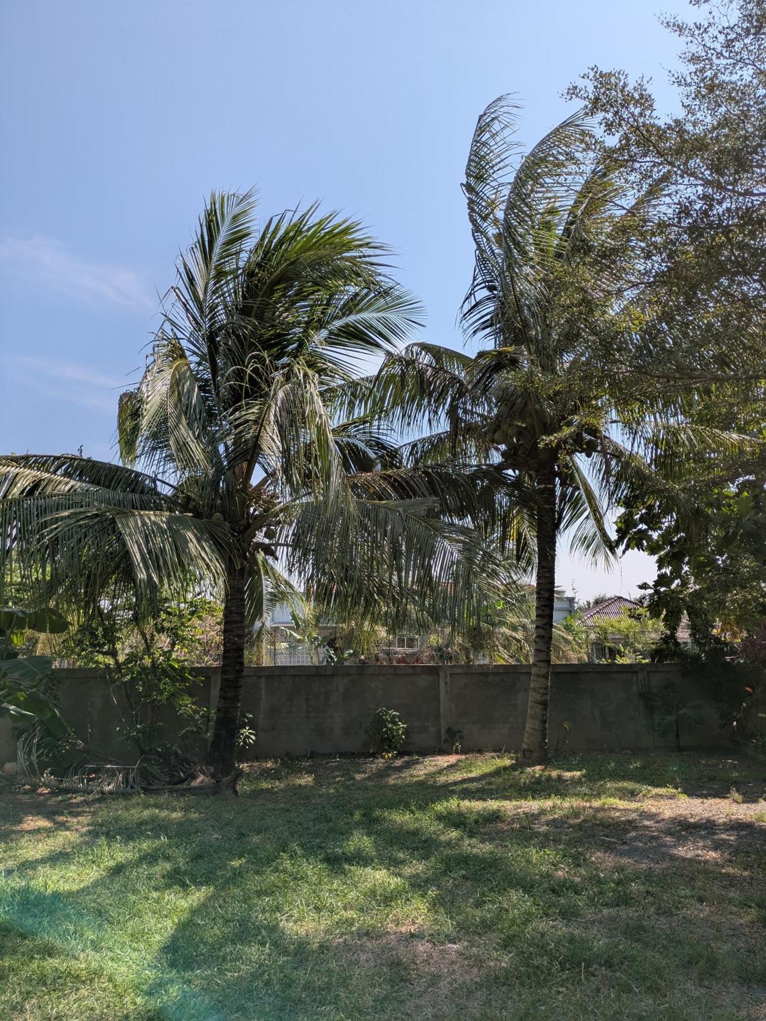 קמפוט Coconut Lodge מראה חיצוני תמונה