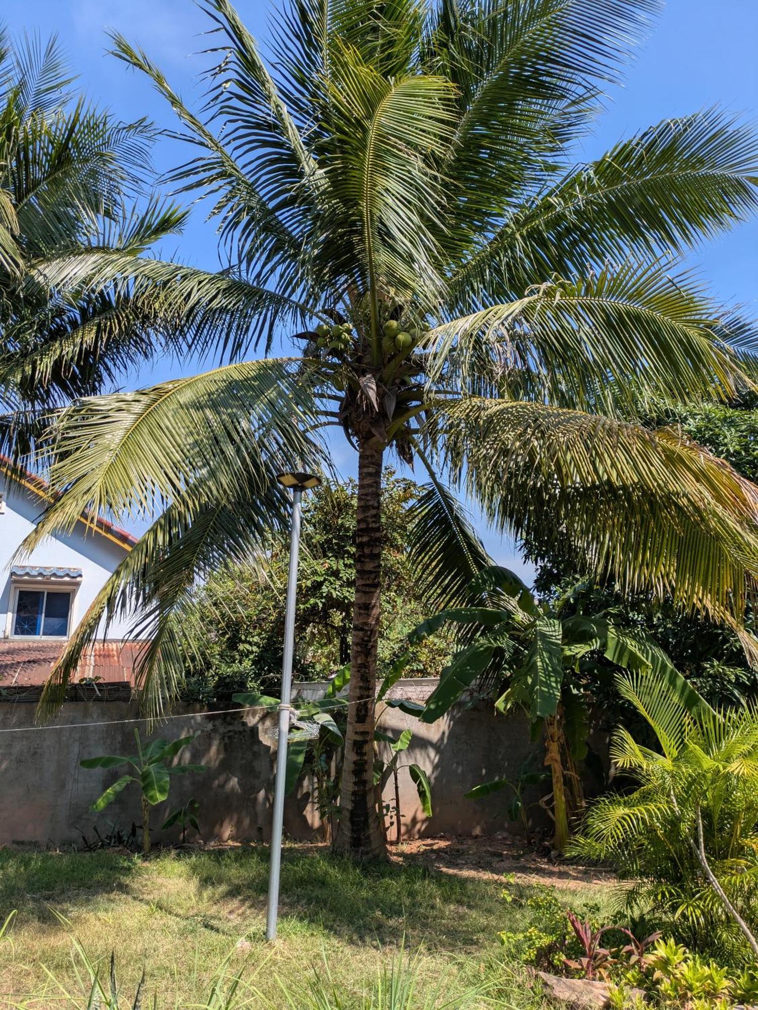 קמפוט Coconut Lodge מראה חיצוני תמונה