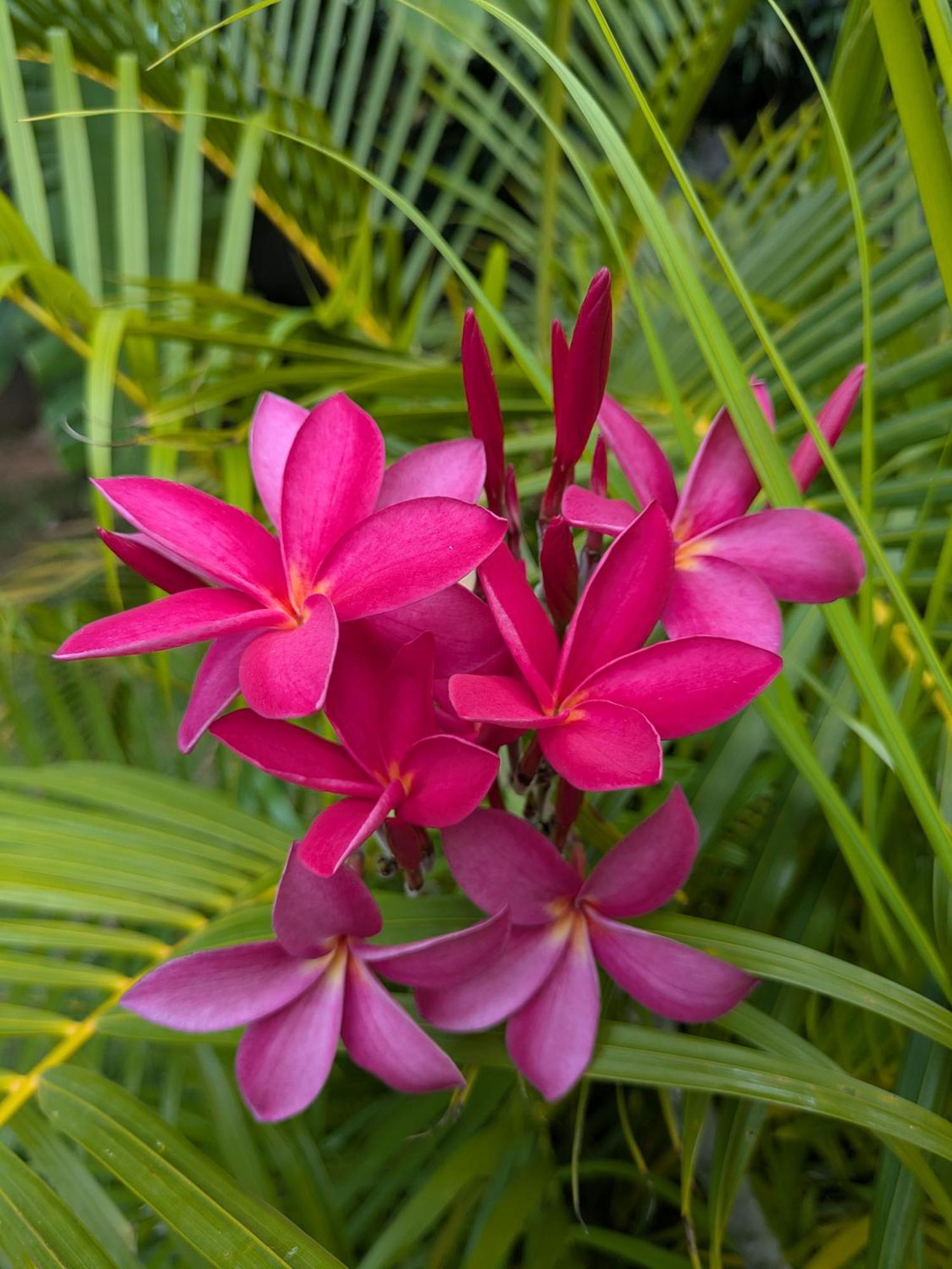 קמפוט Coconut Lodge מראה חיצוני תמונה